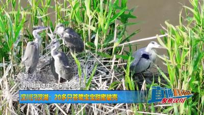 【直通县市区】汉川汈汊湖：20多只苍鹭宝宝甜蜜破壳