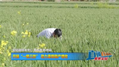 【直通县市区】开展“一喷三防” 助力夏粮稳产增收