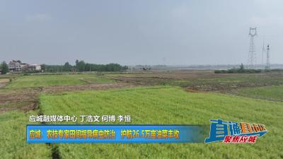 【直通县市区】应城：农技专家田间指导病虫防治 护航26.5万亩油菜丰收