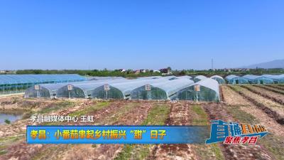 【直通县市区】孝昌：小番茄串起乡村振兴“甜”日子