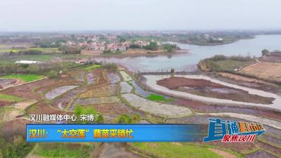 【直通县市区】汉川：“太空莲”藕苗采销忙