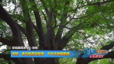 【直通县市区】安陆：春日银杏别样美 千年古树焕新颜