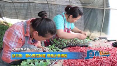 【直通县市区】徐书伟：醉心西瓜种植  带动乡亲增收