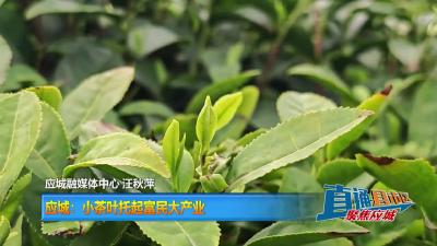 【直通县市区】应城：小茶叶托起富民大产业