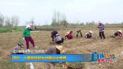【直通县市区】汉川：小黄花托起乡村振兴大梦想