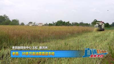 【直通县市区】孝昌：30多万亩油菜喜迎丰收