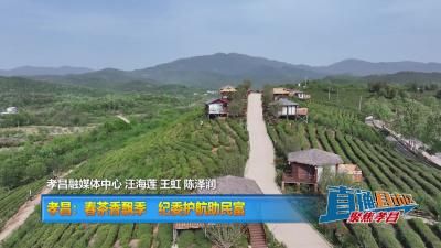 【直通县市区】孝昌:春茶香飘季  纪委护航助民富