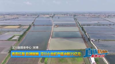 【直通县市区】青壳红螯 软弹鲜嫩 汉川小龙虾产值冲刺35亿元