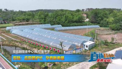 【直通县市区】安陆：瓜田管护忙 孕育新希望