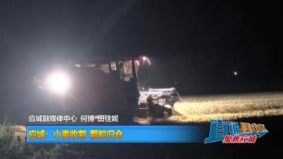 【直通县市区】应城：小麦收割 颗粒归仓