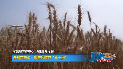【直通县市区】孝昌花西乡：撂荒地蝶变“金土地”