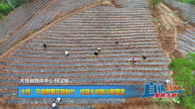 【直通县市区】大悟：千亩野菊花栽种忙  绘就乡村振兴新图景