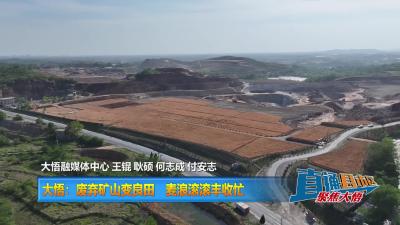 【直通县市区】大悟：废弃矿山变良田 麦浪滚滚丰收忙