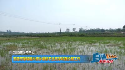 【直通县市区】安陆市领导到木梓乡调研农业抗旱和路长制工作