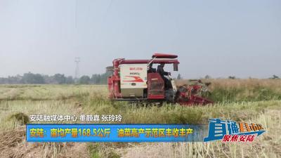 【直通县市区】安陆：亩均产量168.5公斤 油菜高产示范区丰收丰产