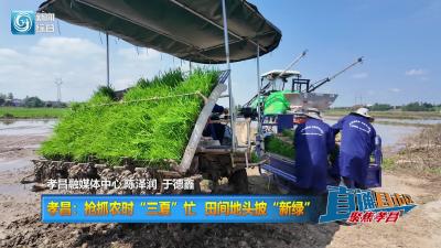 【直通县市区】孝昌：抢抓农时“三夏”忙 田间地头披“新绿”