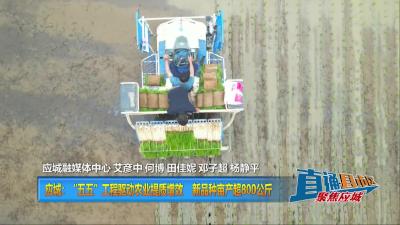 【直通县市区】 应城：“五五”工程驱动农业提质增效 新品种亩产超800公斤