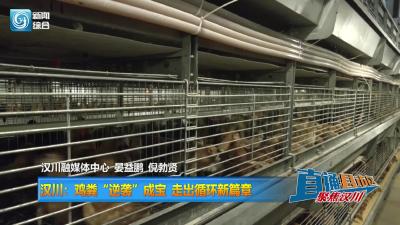 【直通县市区】汉川：鸡粪“逆袭”成宝 走出循环新篇章
