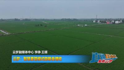 【直通县市区】云梦：智慧夏管模式助粮食增收