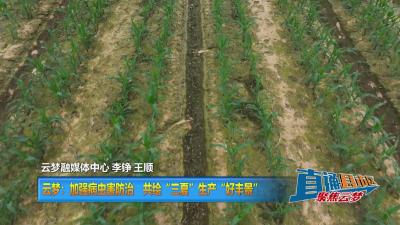 【直通县市区】云梦：加强病虫害防治 共绘“三夏”生产“好丰景”