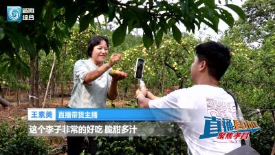 【直通县市区】孝昌：玉皇李成熟时 果香四溢引客来