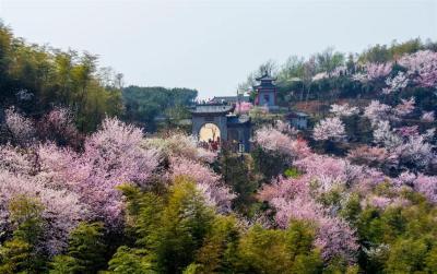 赤壁“葛仙山”变身“樱花海” 村民“樱”你而富人均增收2000元