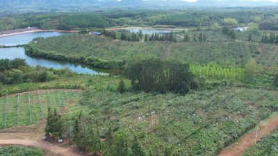 【乡村振兴看咸宁】赤壁6.2万亩猕猴桃进入采摘期