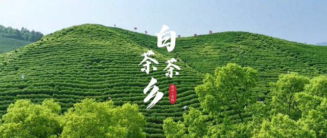 白茶茶乡·崇阳——咸宁农产品品牌计划