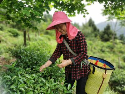 云上咸宁——通山：头茬高山茶抢“鲜”开摘