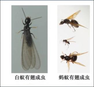 破坏性极强！近期易出现，记得关好门窗