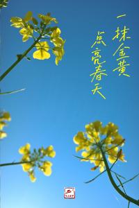 海报 | 春日限定 咸宁油菜花上新了