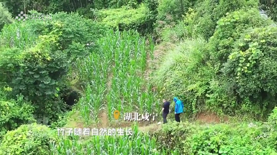 央视《焦点访谈》聚焦咸宁：耕地下山 林地上山 置换“盘活”万亩良田