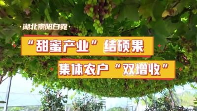 崇阳白霓：“甜蜜产业”结硕果 集体农户“双增收”