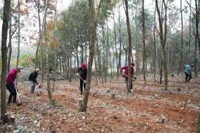 咸宁崇阳：千亩黄精冬播忙 林下“金苗”富乡邻