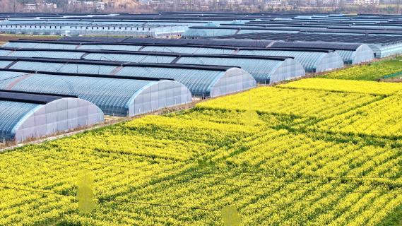 棚内“智”热 春潮带“电” 通城关刀镇：智慧农业跑出振兴加速度