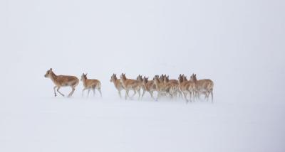 同走人与自然和谐之路——中国携手世界守护地球家园