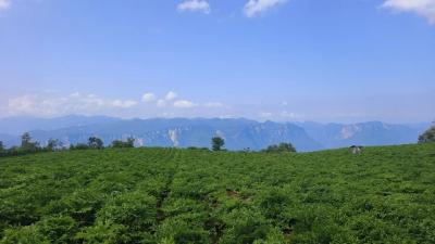 “魔”力全开！10万农户靠这盘“小菜”闯市场