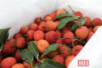 花湖国际机场开通4条“荔枝航线”，每日200万颗鲜果飞全国