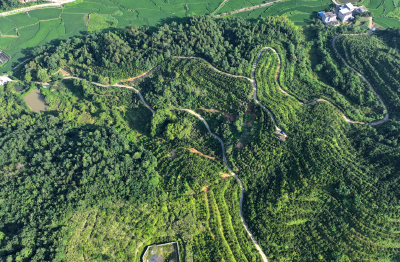 油茶满山坡，致富谱新篇——通城油茶产业振兴全景纪实