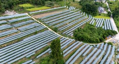 荒山蝶变“吐鲁番”