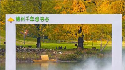 文旅融合绽新颜 | 千年银杏谷激活旅游发展新动能