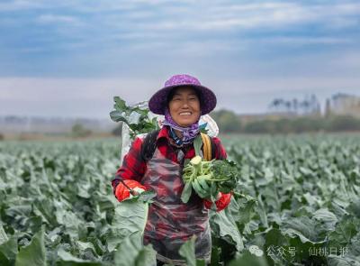 25年深耕“一朵花”！九合垸链动全国大市场