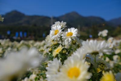 田园新曲｜菊香漫山 产业生金