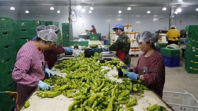 湖北武汉江夏长江村：小村变身“大菜篮”