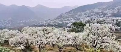 打卡“千亩李花雪”，遇见利川最美的春天→