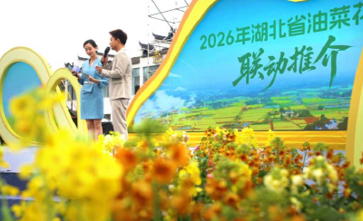 湖北油菜花节开幕 80万亩金色花海迎客来
