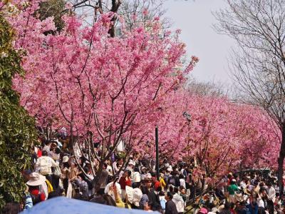 武汉樱花“打擂台”