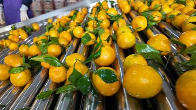 宜昌柑橘成富民强市“黄金名片”——品牌价值370亿元，综合产值500亿元