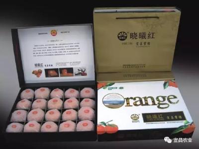 宜昌柑橘成富民强市“黄金名片”——品牌价值370亿元，综合产值500亿元