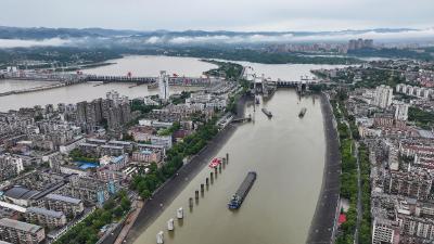 为葛洲坝航运扩能让路  宜昌江边2265棵大树“搬家”